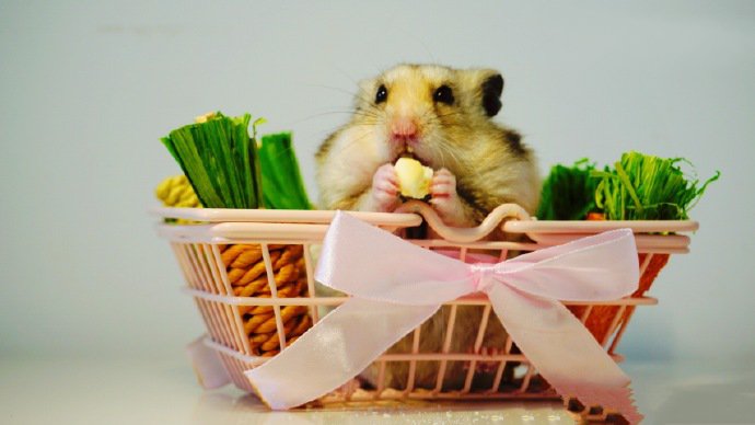 点击大图看下一张：小篮子里超可爱的小仓鼠