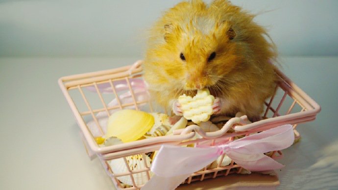 点击大图看下一张：小篮子里超可爱的小仓鼠