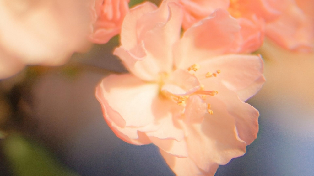 点击大图看下一张：清新唯美的海棠花图片桌面壁纸