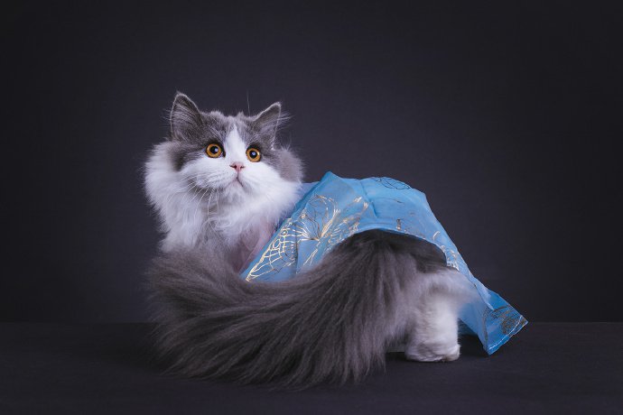 点击大图看下一张：优雅美丽的米努特矮脚猫