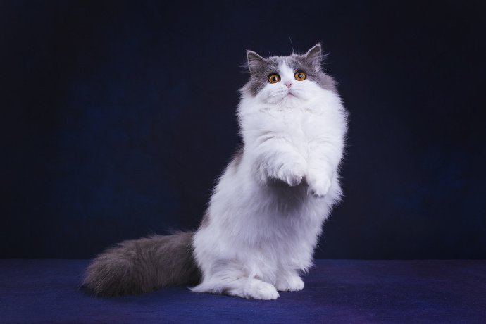 点击大图看下一张：优雅美丽的米努特矮脚猫