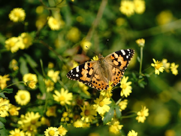 点击大图看下一张：黄色花花上超美的花蝴蝶