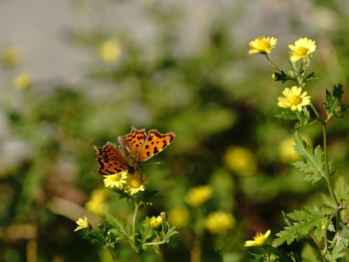 点击大图看下一张：黄色花花上超美的花蝴蝶