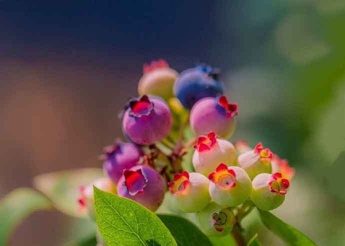 点击大图看下一张：一组超美的秀色蓝莓果图片