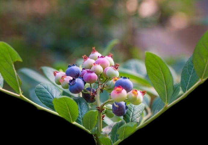 点击大图看下一张：一组超美的秀色蓝莓果图片