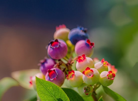 一组超美的秀色蓝莓果图片