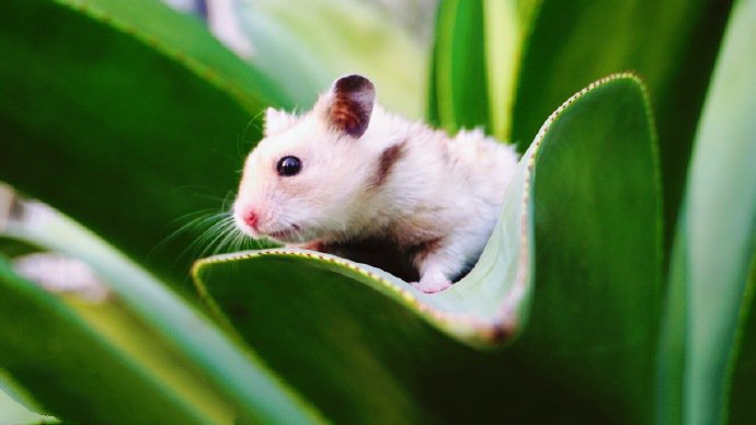 点击大图看下一张：小仓鼠之拥抱大自然