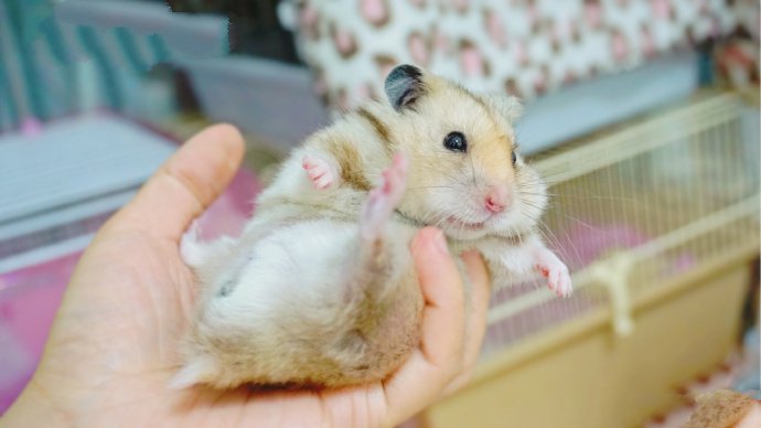 点击大图看下一张：一组超小只可爱萌萌的小仓鼠