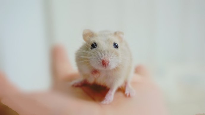 点击大图看下一张：一组超小只可爱萌萌的小仓鼠