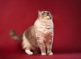 纯色背景下拍摄的布偶猫图片