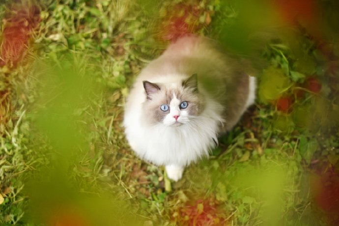 点击大图看下一张：秋天里的布偶猫图片
