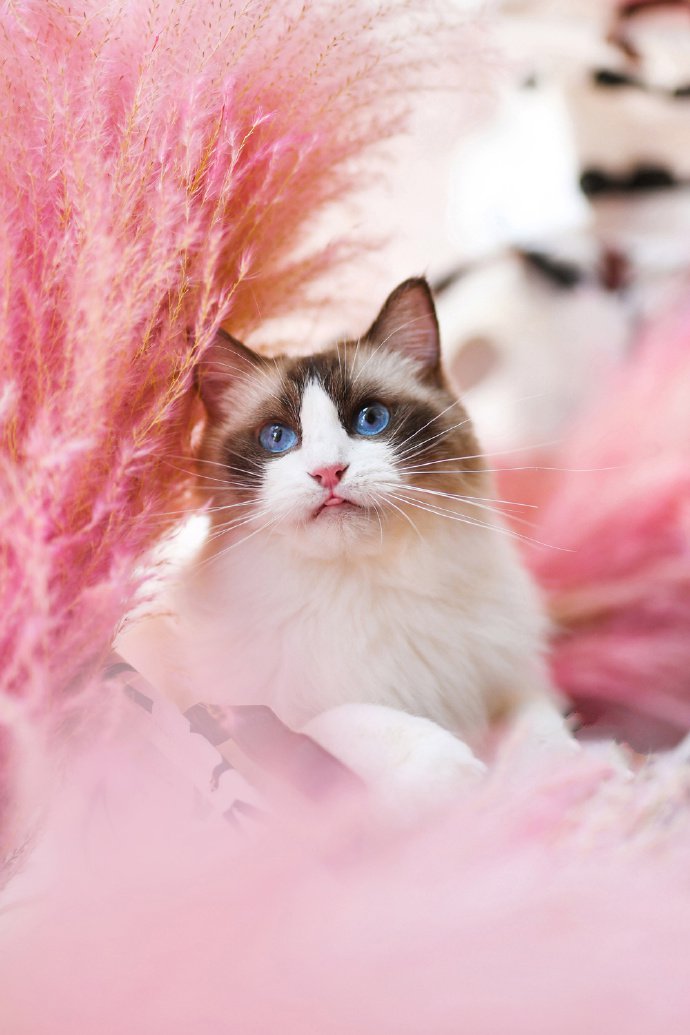 点击大图看下一张：一组美丽迷人的布偶猫写真图片