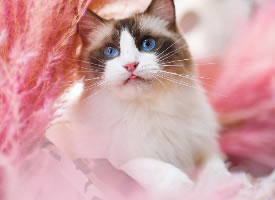 一组美丽迷人的布偶猫写真图片