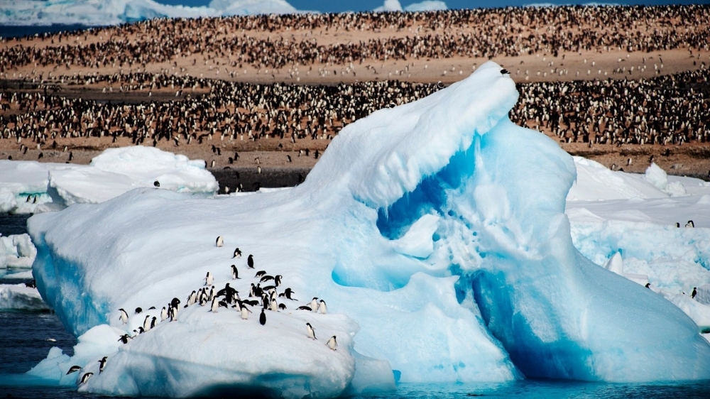 点击大图看下一张：憨厚可爱南极企鹅高清桌面壁纸
