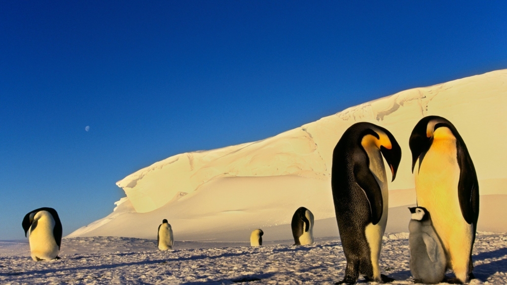 点击大图看下一张：憨厚可爱南极企鹅高清桌面壁纸
