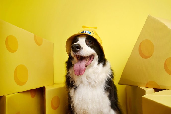 点击大图看下一张：一组黄色系列背景超可爱的狗狗