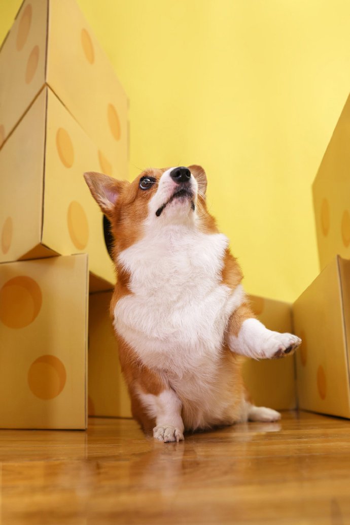 点击大图看下一张：一组黄色系列背景超可爱的狗狗