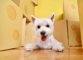 一组黄色系列背景超可爱的狗狗