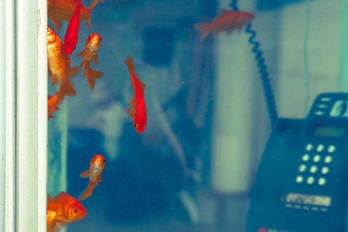 点击大图看下一张：浪漫的电话亭里的小金鱼