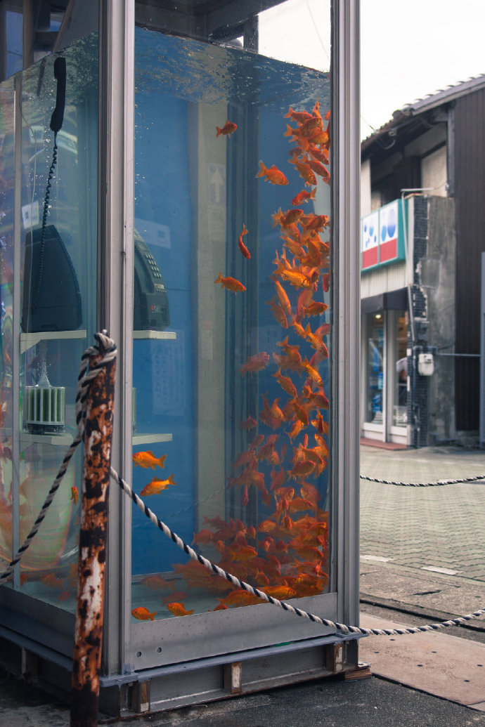 点击大图看下一张：浪漫的电话亭里的小金鱼
