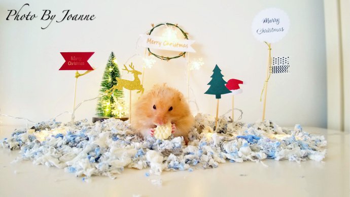 点击大图看下一张：一组超可爱过圣诞的小仓鼠