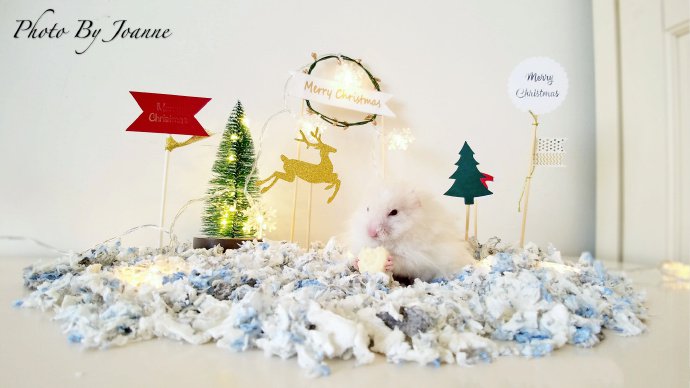点击大图看下一张：一组超可爱过圣诞的小仓鼠