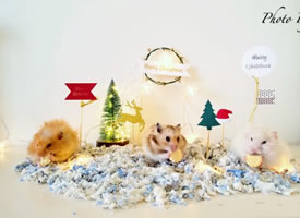 一组超可爱过圣诞的小仓鼠