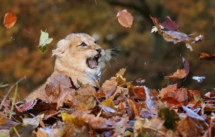 点击大图看下一张：苏格兰动物园里的一只小母狮子