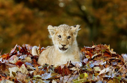 点击大图看下一张：苏格兰动物园里的一只小母狮子