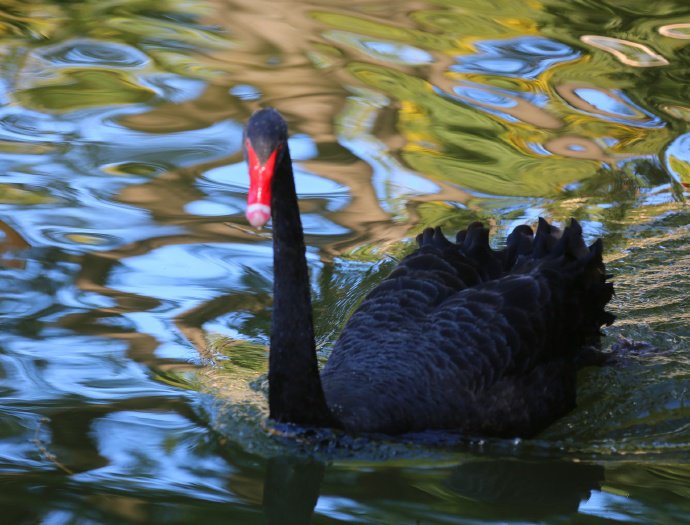 点击大图看下一张：金色池塘中的黑天鹅图片