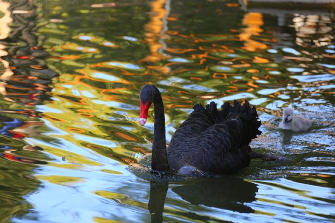 点击大图看下一张：金色池塘中的黑天鹅图片