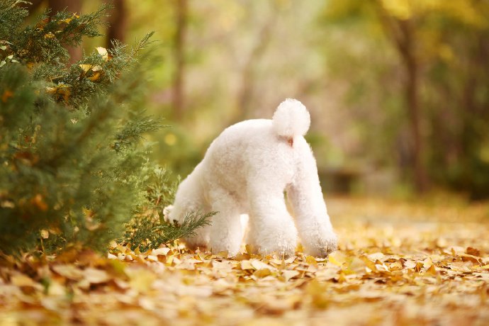 点击大图看下一张：白白的比熊和金灿灿的秋天超配