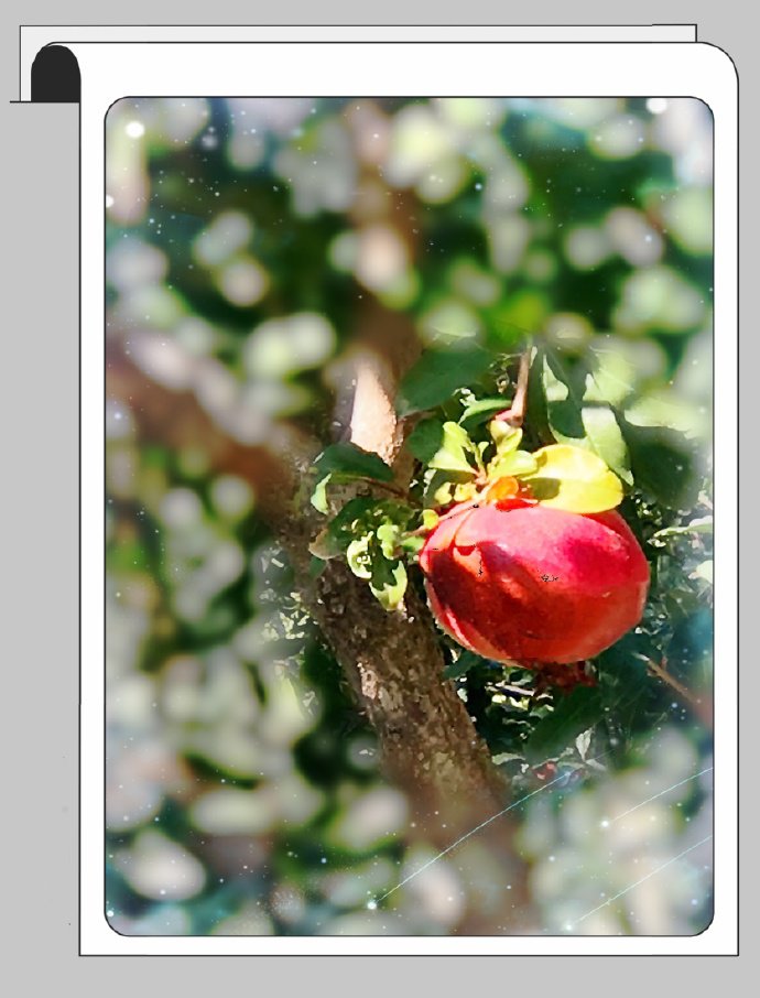 点击大图看下一张：一组挂树枝上超红的石榴图片