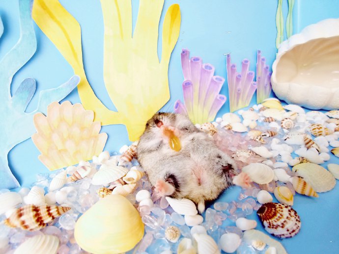 点击大图看下一张：贝壳里超可爱的小仓鼠图片