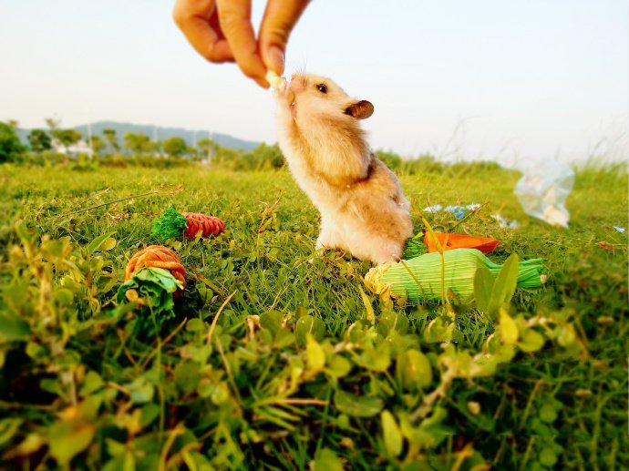 点击大图看下一张：草地上超可爱的小仓鼠图片