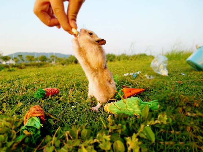 点击大图看下一张：草地上超可爱的小仓鼠图片