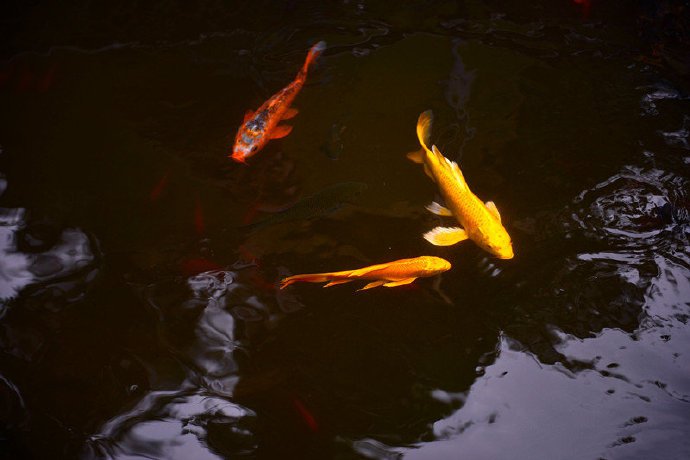 点击大图看下一张：美妙的池中锦鲤图片