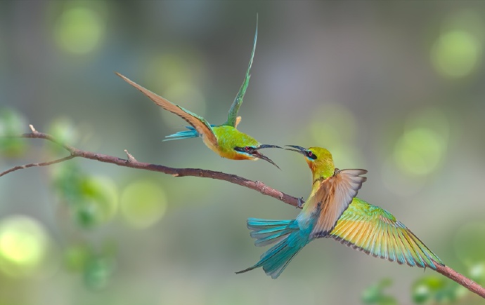 点击大图看下一张：一组小巧美妙的鸟儿图片