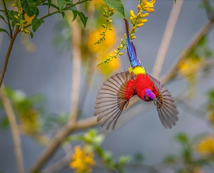 点击大图看下一张:一组小巧美妙的鸟儿图片