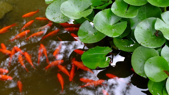 点击大图看下一张：池中美丽游动的金鱼图片