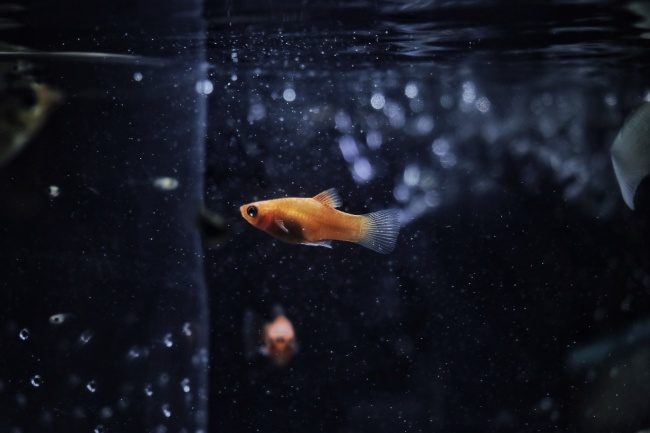 点击大图看下一张：池中美丽游动的金鱼图片