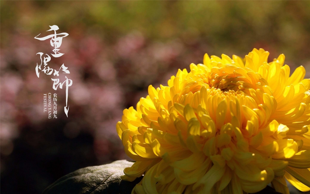 点击大图看下一张：九九重阳菊花唯美高清桌面壁纸