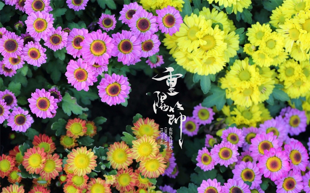 点击大图看下一张：九九重阳菊花唯美高清桌面壁纸