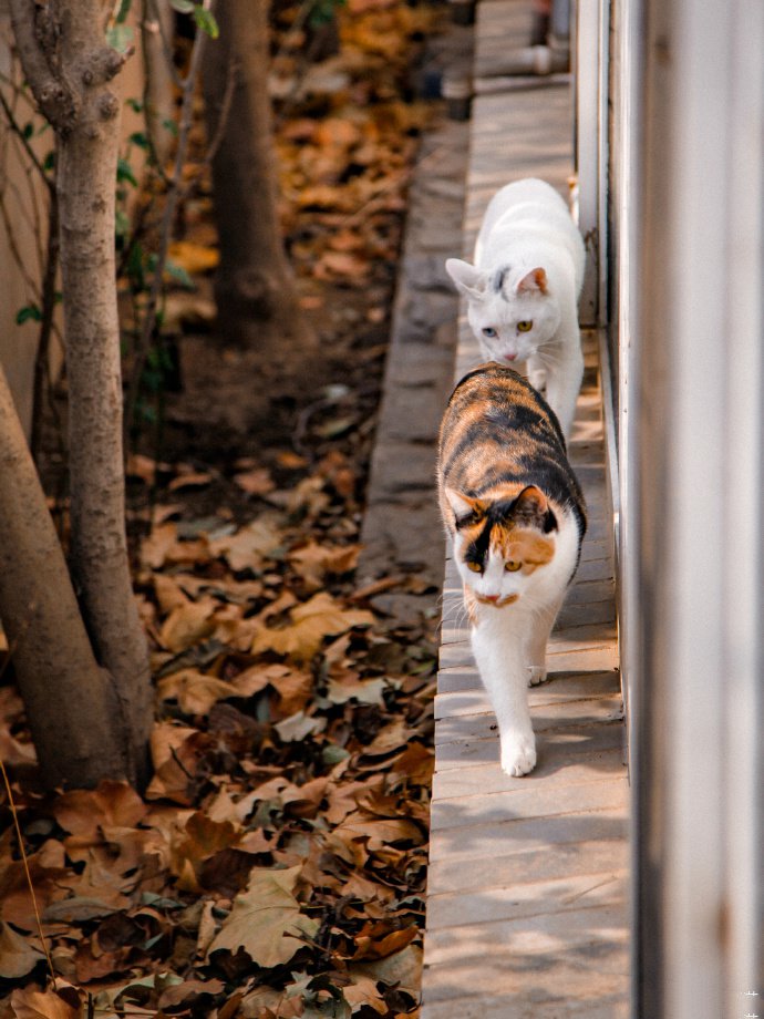 点击大图看下一张：秋天草地上的猫咪图片