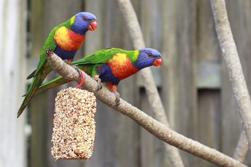 点击大图看下一张：漂亮的彩虹鹦鹉图片