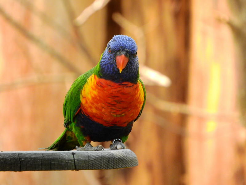 点击大图看下一张：漂亮的彩虹鹦鹉图片