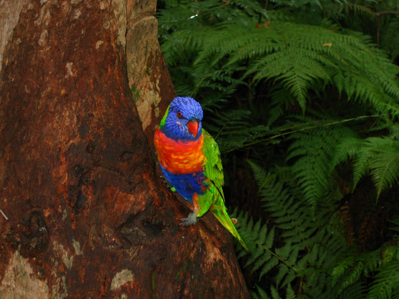点击大图看下一张：颜色艳丽的彩虹鹦鹉图片