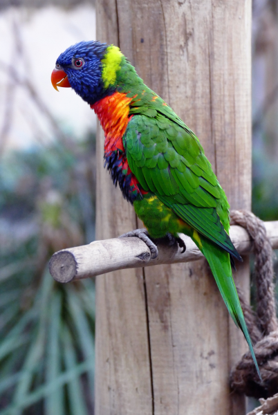 点击大图看下一张：颜色艳丽的彩虹鹦鹉图片