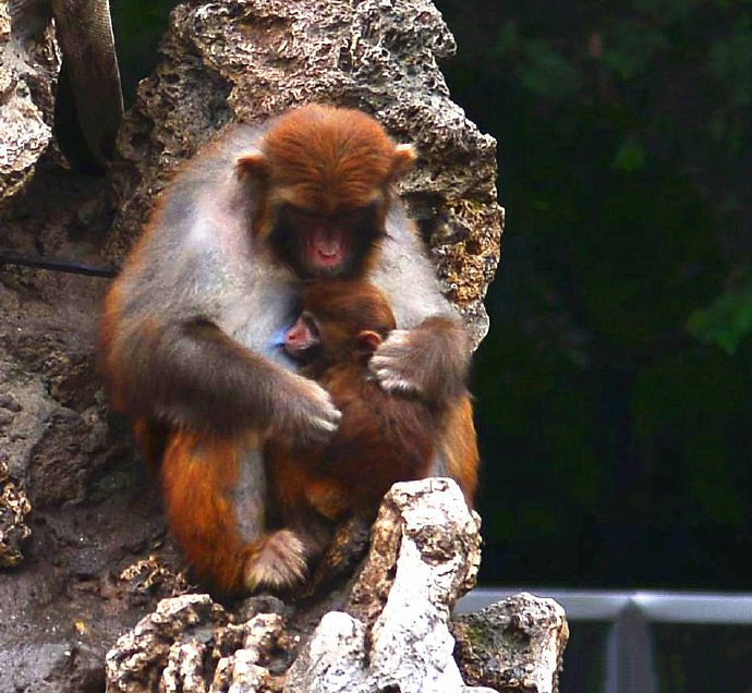 点击大图看下一张：一组聪明可爱的猴子图片