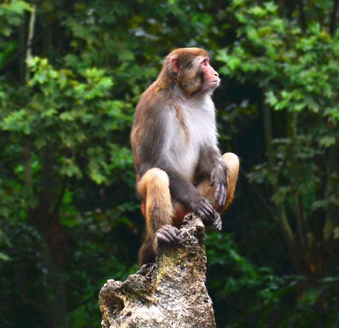 点击大图看下一张：一组聪明可爱的猴子图片